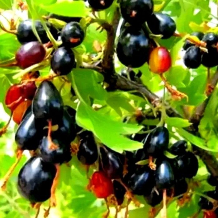 Краснодарская капелька черная смородина