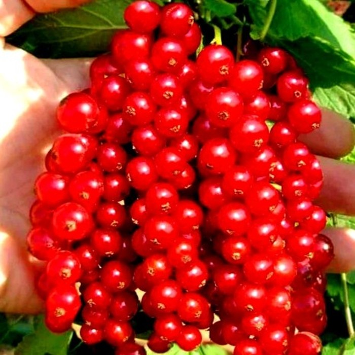 Натали C1 красная смородина 