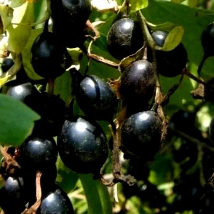 Йошта (сморжовник)