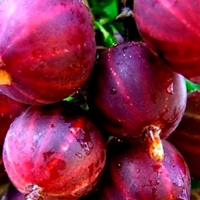 Колобок крыжовник