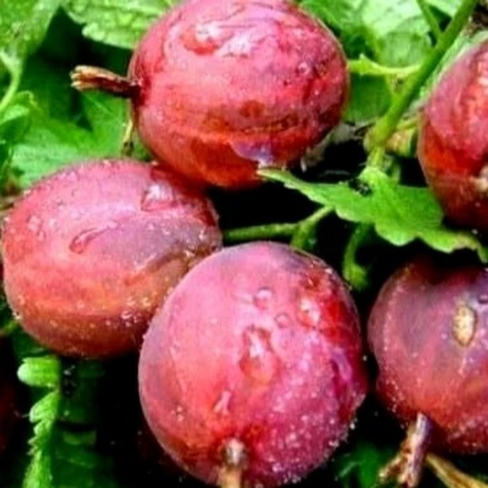 Балет (Прима) C1 крыжовник 