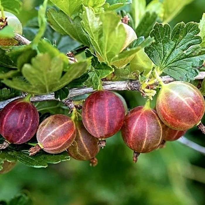 Розовый бесшипный C1 крыжовник 