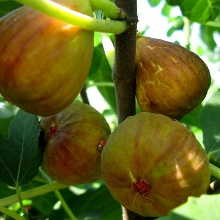 Браун Туркей C5 инжир