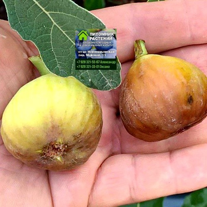 Гибрид Кадоты C5 инжир