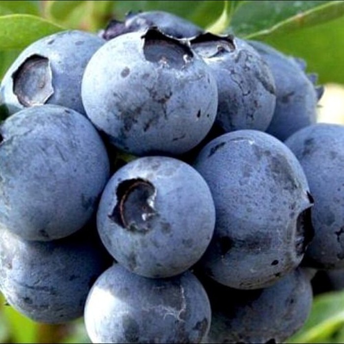 Легаси C2 голубика 1 год