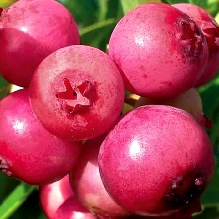 Пинк Лимонад C2 голубика 2 года 