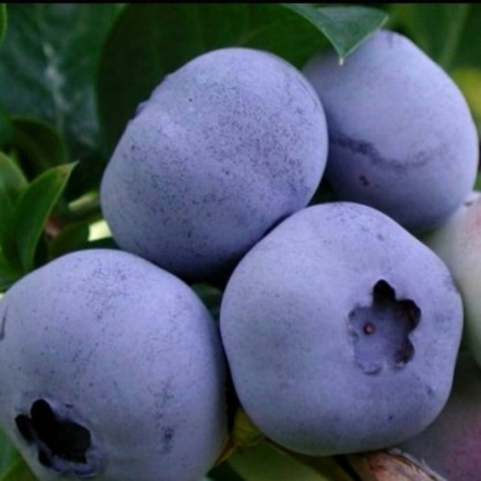 Торо C2 голубика 1 год 