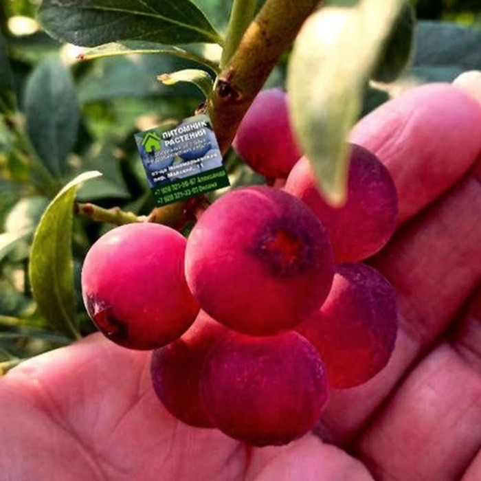 Пинк Лимонад C2 голубика 1 год 