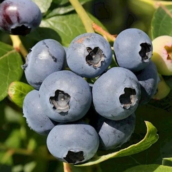 Шантеклер C2 голубика 1 год 