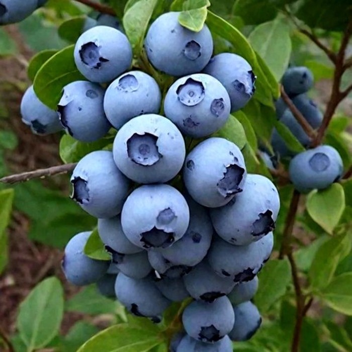 Чандлер C2 голубика 2 года 