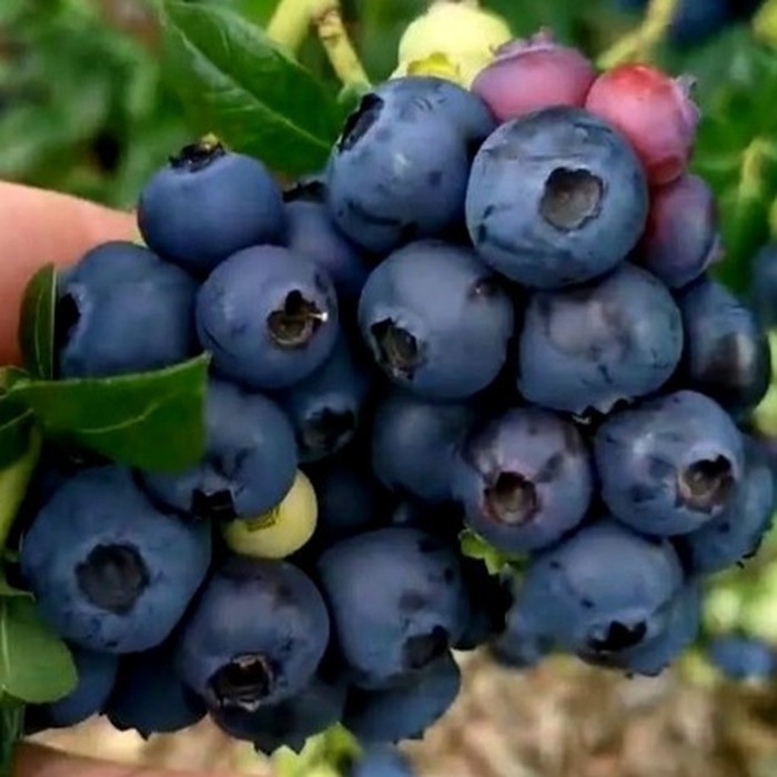 Чиппева C2 голубика 1 год 