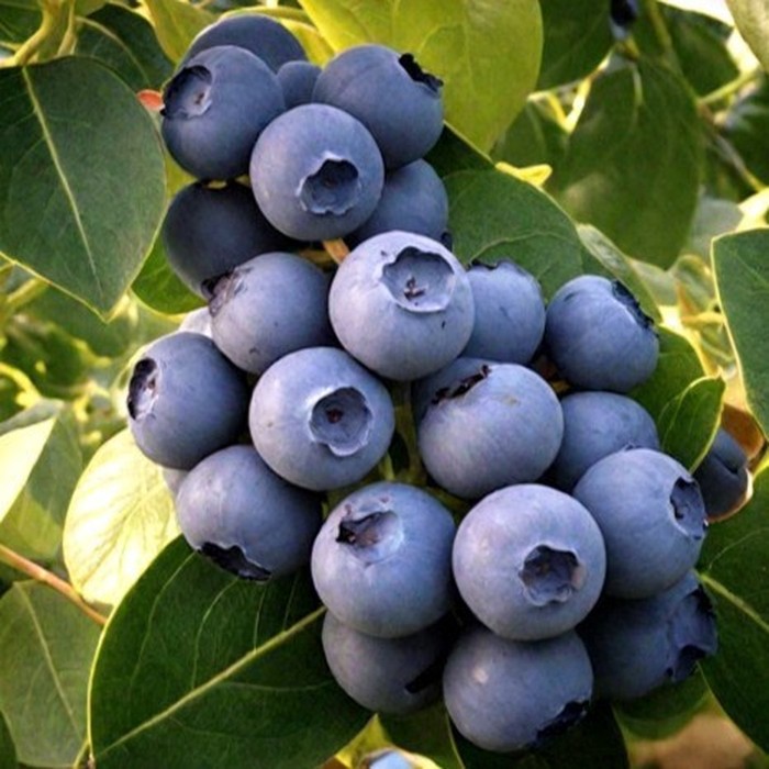 Эллиот C2 голубика 1 год 