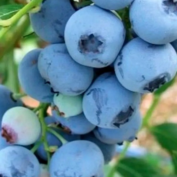 Блюкроп C2 голубика 1 год 