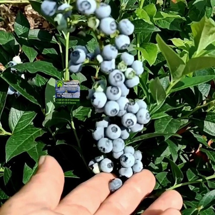 Норт Блю C2 голубика 1 год 