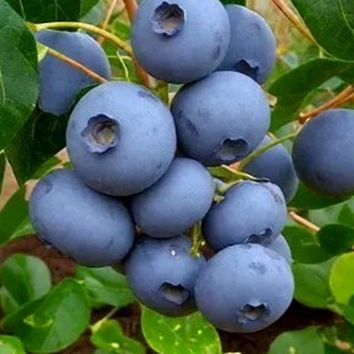 Бонус C2 голубика 1 год 