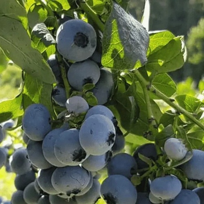 Нельсон C2 голубика 1 год 