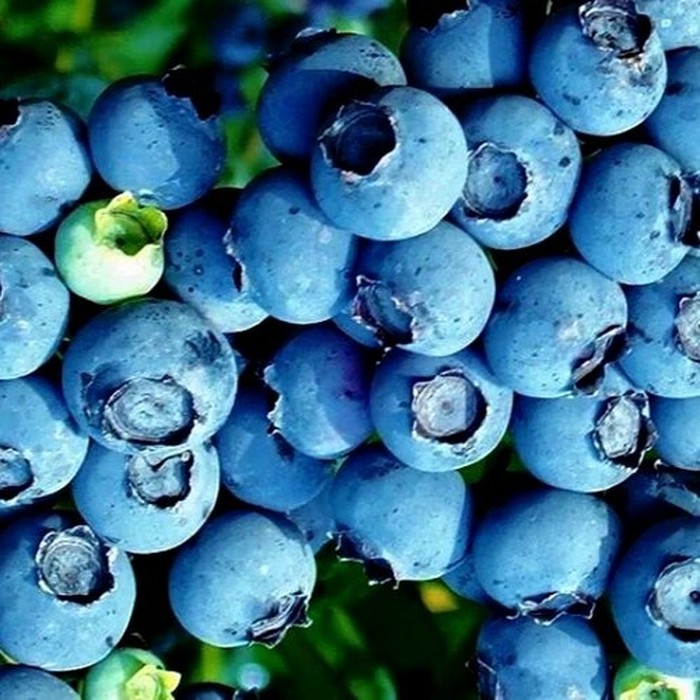 Блюэтта C2 голубика 1 год 