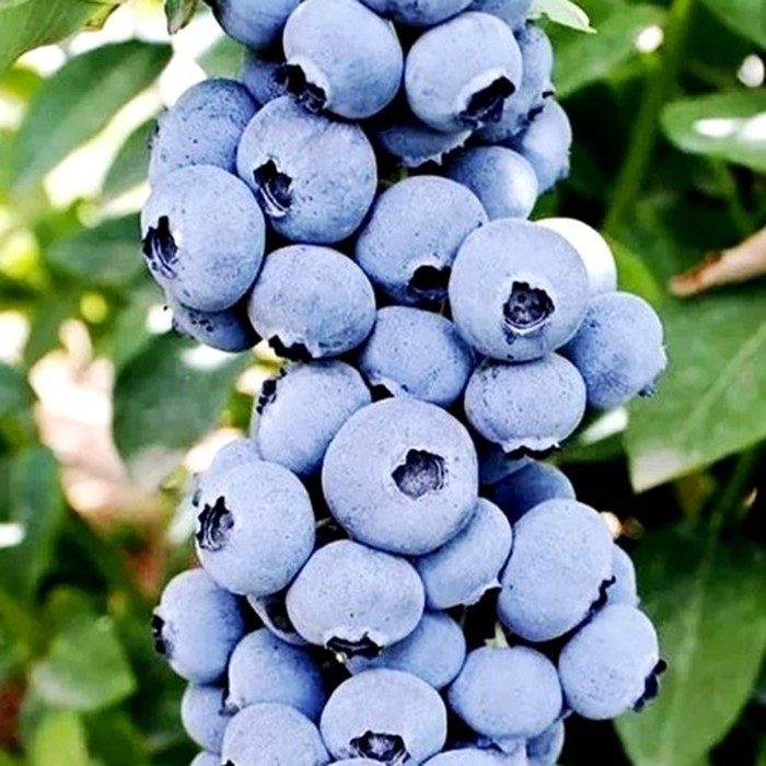 Титаниум C2 голубика 2 года 