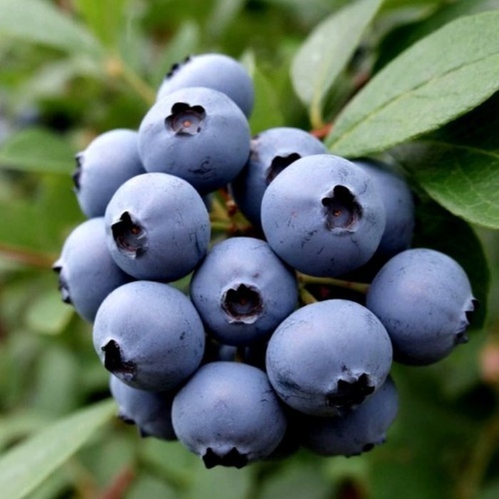 О'нил P9 голубика 1 год