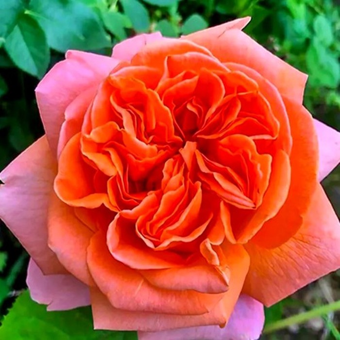 Рене Госсини роза