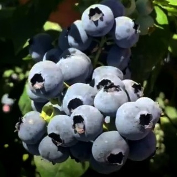 Мегас Блю C2 голубика 2 года 