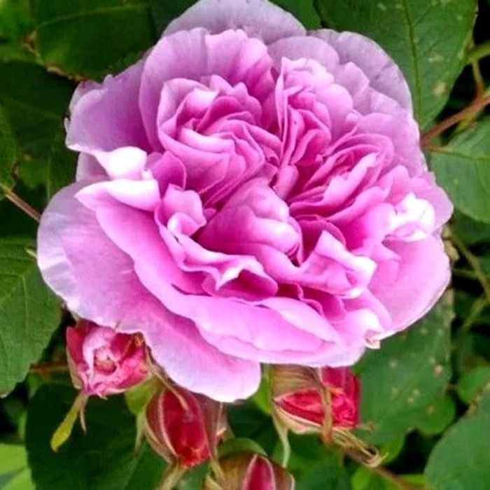 Тереза Багнет роза