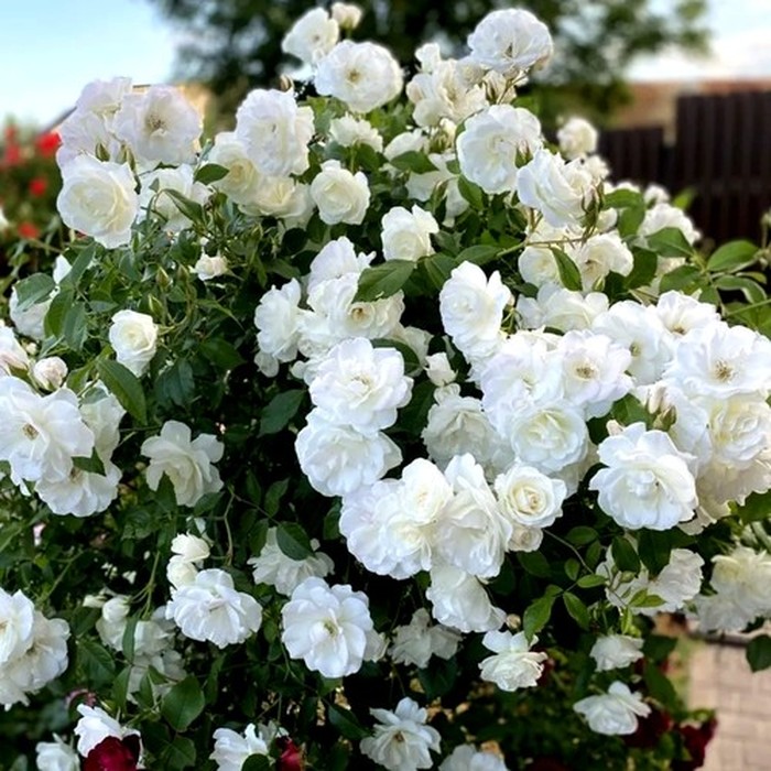 Белая парковая роза