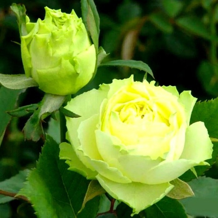 Доллар роза