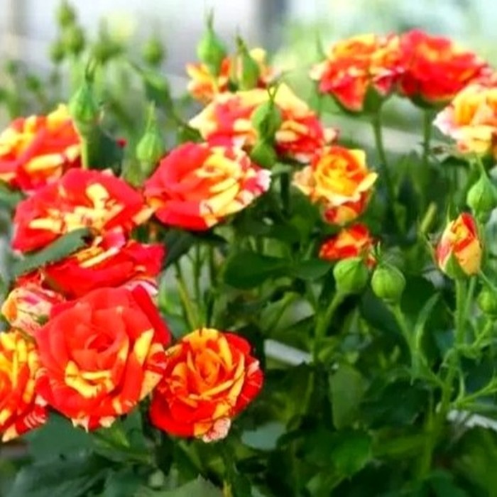 Файер Флеш роза