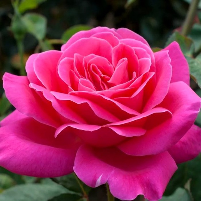 Пинк Пис роза