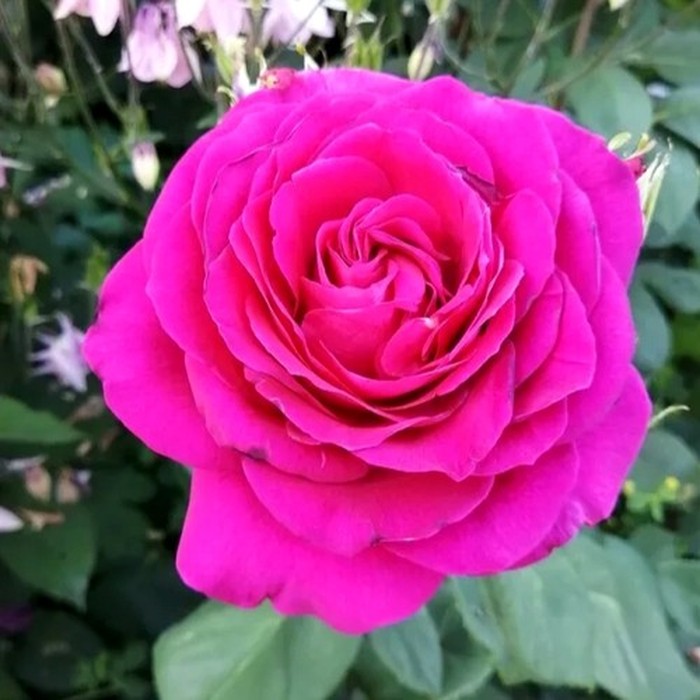 Биг Перпл роза