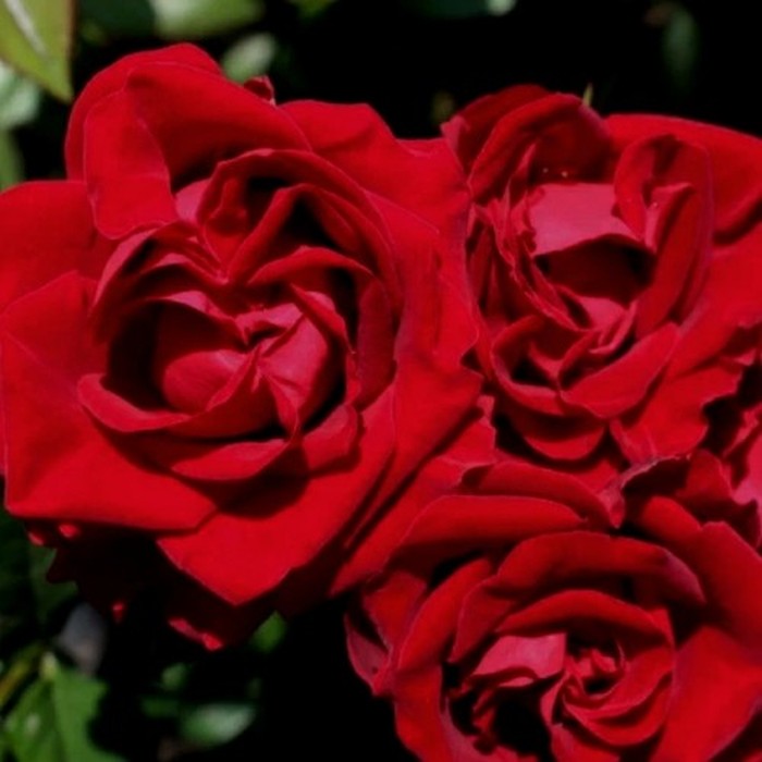 Таманго роза