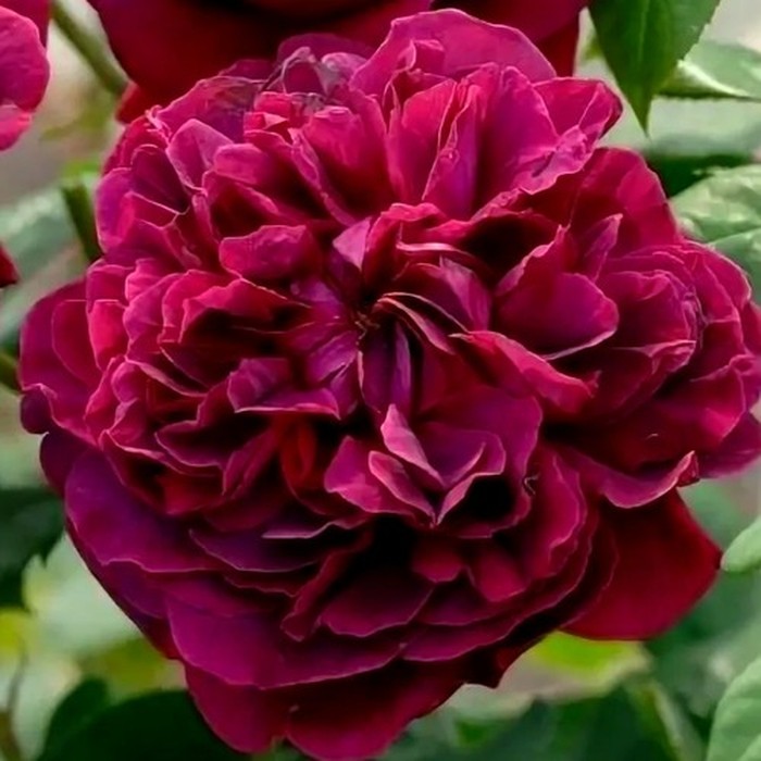 Вильям Шекспир роза