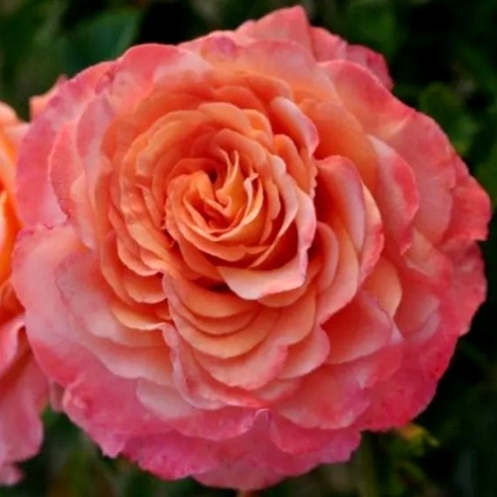 Августа Луиза роза