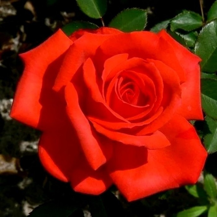 Корвет роза