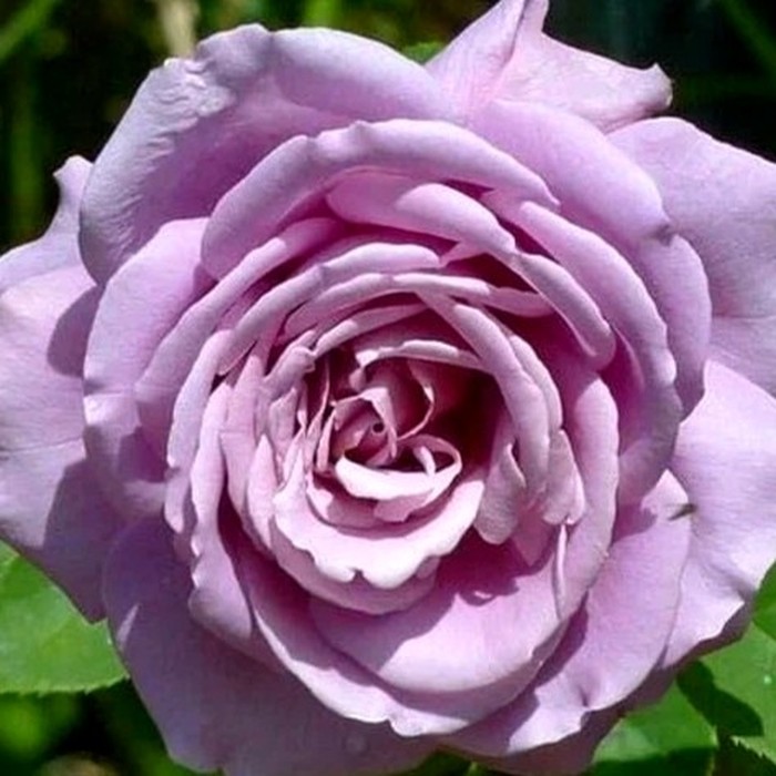 Вальц Тайм роза