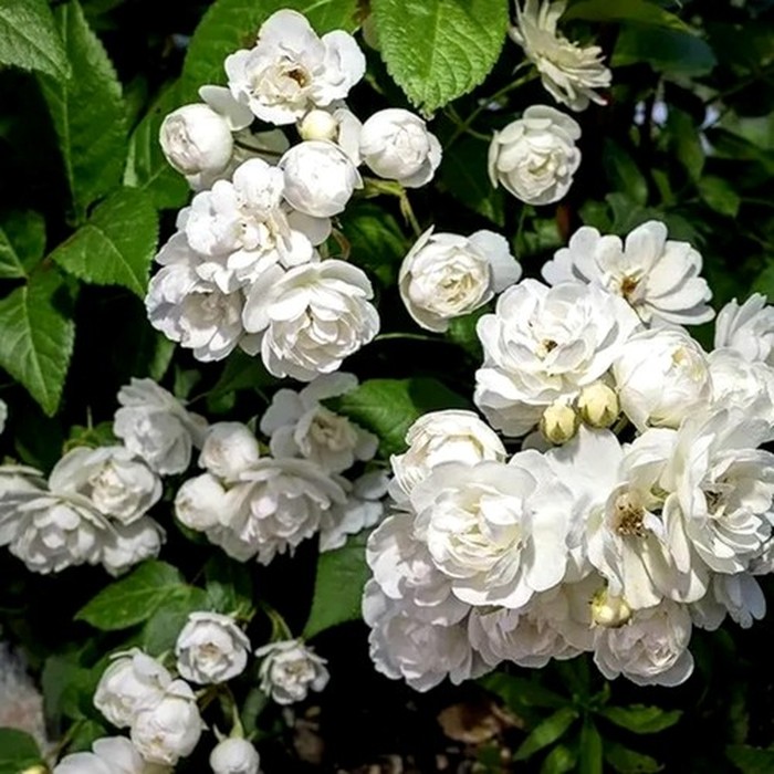 Ватерлоо роза