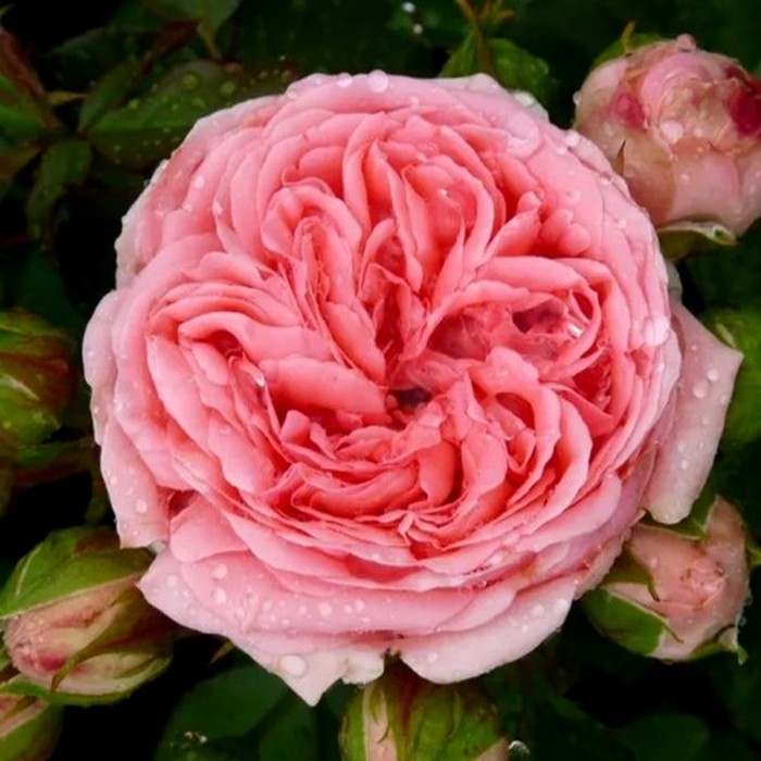 Кимоно роза 