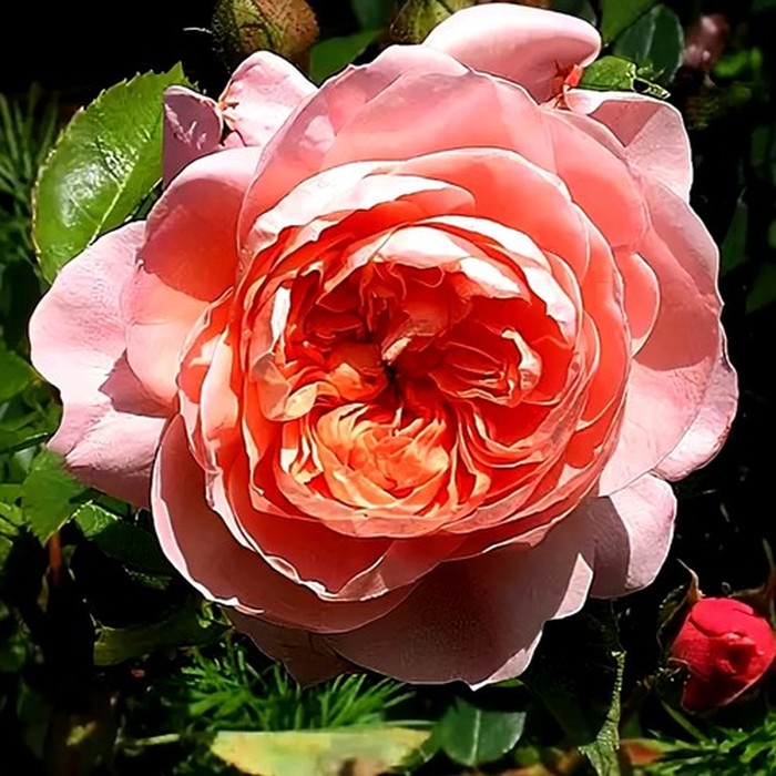 Колетт роза