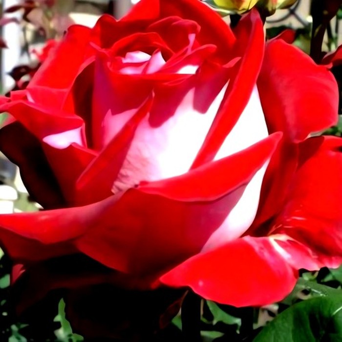 Люксор роза