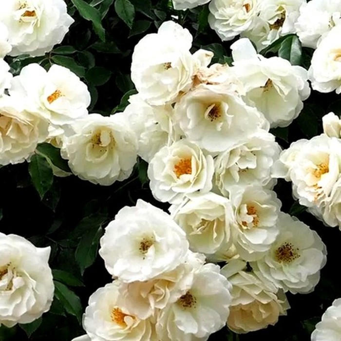 Айсберг роза