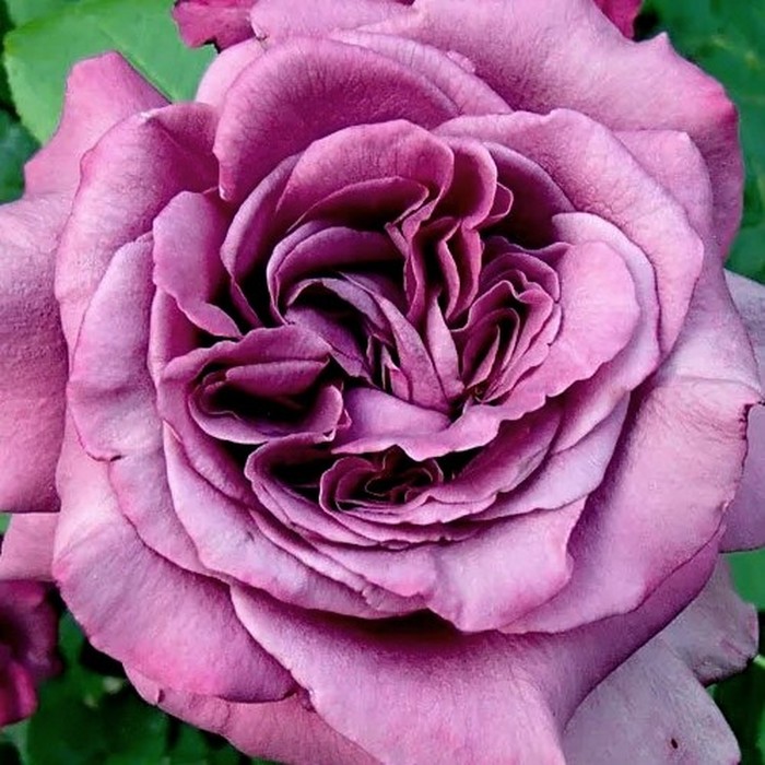 Клод Брассер роза