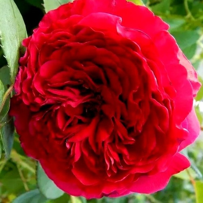 Четыре ветра роза