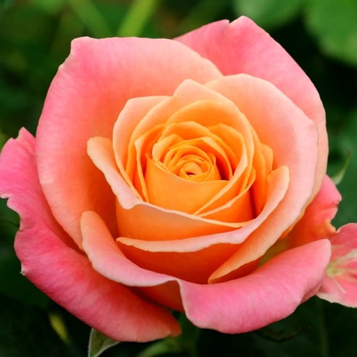 Мисс Пигги роза