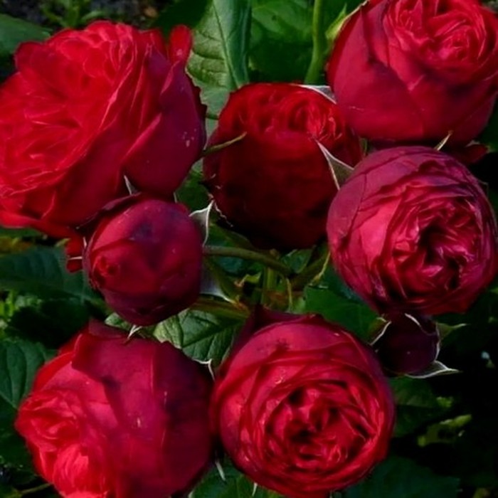 Ред пиано роза