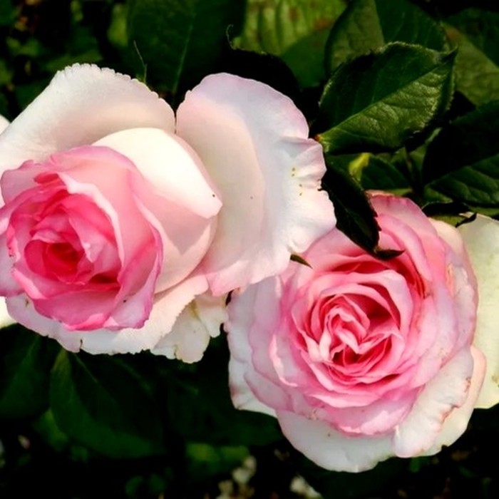 Дольче Вита роза