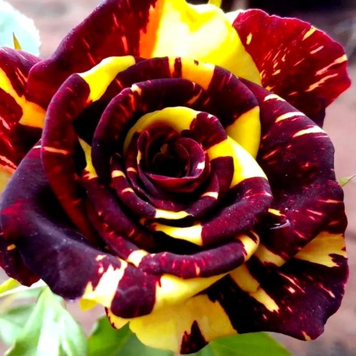 Фокус Покус роза