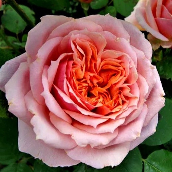 Поль Бокюз роза