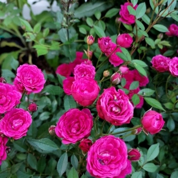 Бэби Кримсон роза