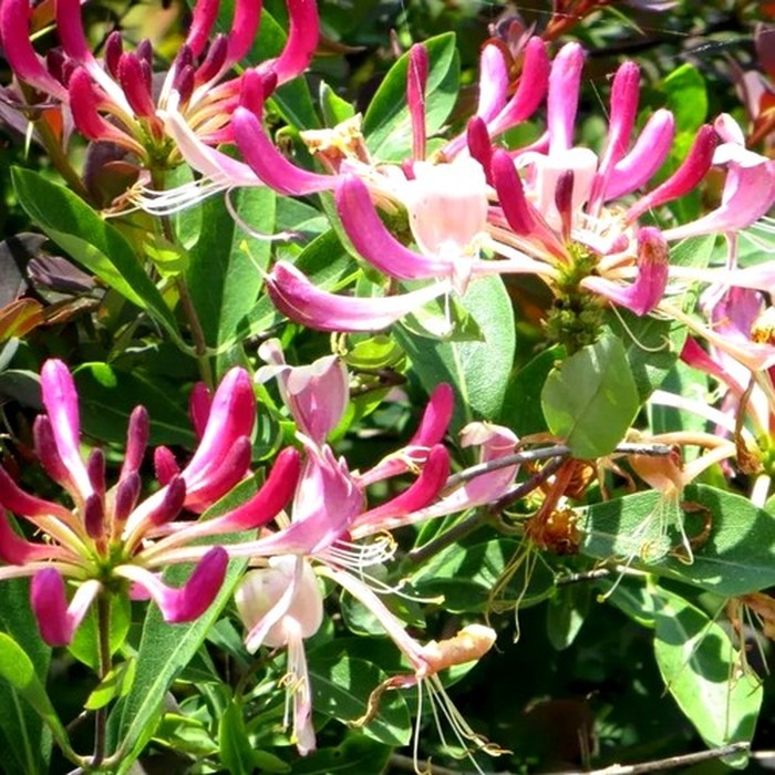 Жимолость каприфоль P9 розовая